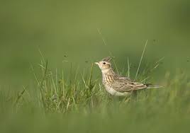 Attēlu rezultāti vaicājumam “Alauda arvensis adult”