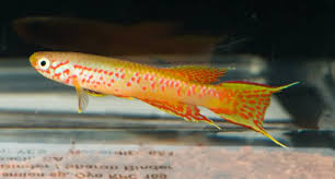 Image result for Aphyosemion