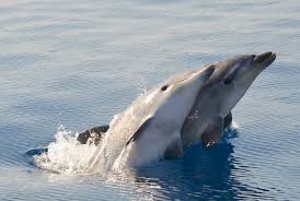 Image result for Tursiops truncatus