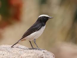 Image result for Oenanthe oenanthe