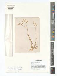 Attēlu rezultāti vaicājumam “Cerastium holosteoides fruit”