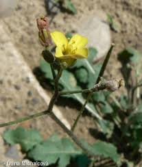 Attēlu rezultāti vaicājumam “Diplotaxis muralis flower”