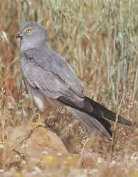 Attēlu rezultāti vaicājumam “Circus pygargus”