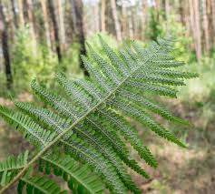 Attēlu rezultāti vaicājumam “Pohlia nutans sporophyte”