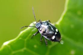 Attēlu rezultāti vaicājumam “Chlorochroa juniperina imago”