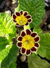 Attēlu rezultāti vaicājumam “Primula elatior flower”