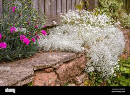 Attēlu rezultāti vaicājumam “Cerastium tomentosum flower”