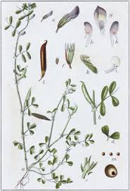 Attēlu rezultāti vaicājumam “Vicia lathyroides”