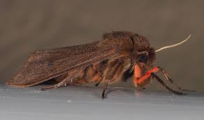 Attēlu rezultāti vaicājumam “Phragmatobia fuliginosa imago”