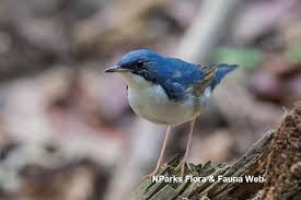 Image result for Luscinia cyane