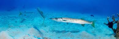 Image result for Black Country Barracudas Sub Aqua Club