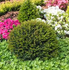 Attēlu rezultāti vaicājumam “Taxus baccata male flower”