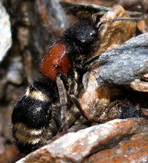 Attēlu rezultāti vaicājumam “Mutilla europaea”