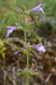 Attēlu rezultāti vaicājumam “Acinos arvensis”