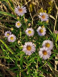 Attēlu rezultāti vaicājumam “Symphyotrichum x salignum flower”