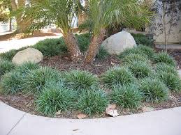 Attēlu rezultāti vaicājumam “Sesleria caerulea bud”