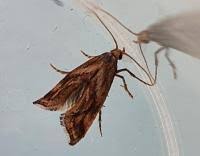 Attēlu rezultāti vaicājumam “Epermenia falciformis”