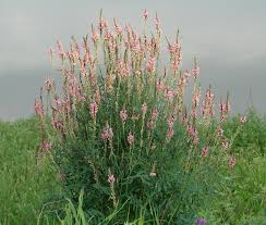 Attēlu rezultāti vaicājumam “Onobrychis arenaria”