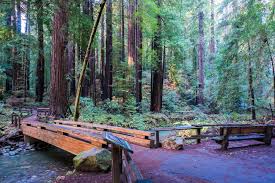 Image result for bohemian grove