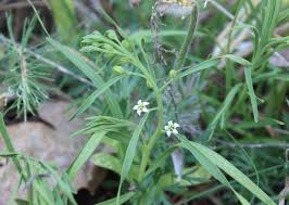 Attēlu rezultāti vaicājumam “Thesium ebracteatum”