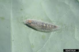 Attēlu rezultāti vaicājumam “Scardia boletella pupa”