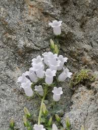 Image result for Campanula formanekiana