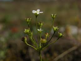 Attēlu rezultāti vaicājumam “Androsace septentrionalis”