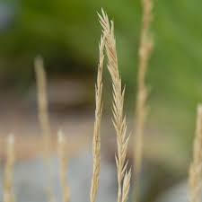 Attēlu rezultāti vaicājumam “Festuca arenaria”