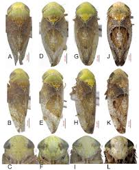 Attēlu rezultāti vaicājumam “Cicadellidae”