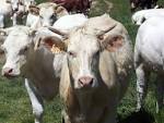 File:Vache.jpg - Wikimedia Commons