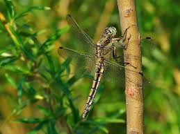 Attēlu rezultāti vaicājumam “Orthetrum cancellatum”