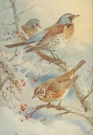 Attēlu rezultāti vaicājumam “Turdus pilaris”