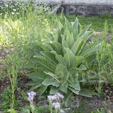 Image result for Verbascum phlomoides