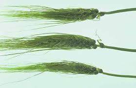 Attēlu rezultāti vaicājumam “Hordeum vulgare”