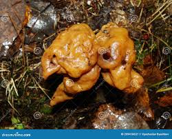 Attēlu rezultāti vaicājumam “Gyromitra gigas”