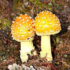 Attēlu rezultāti vaicājumam “Amanita”