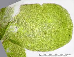 Attēlu rezultāti vaicājumam “Chiloscyphus pallescens”