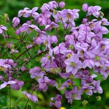 Attēlu rezultāti vaicājumam “Ranunculaceae”