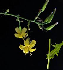 Attēlu rezultāti vaicājumam “Mycelis muralis leaf”