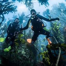 Image result for Scuba Fun