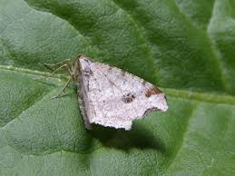 Attēlu rezultāti vaicājumam “Macaria alternata”