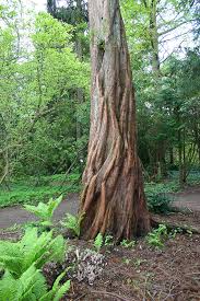 Attēlu rezultāti vaicājumam “Lathraea squamaria fruit”