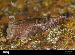 Attēlu rezultāti vaicājumam “Acrobasis advenella”