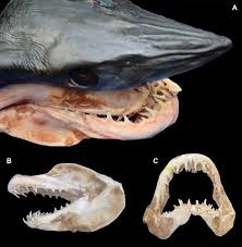 Image result for Isurus oxyrinchus