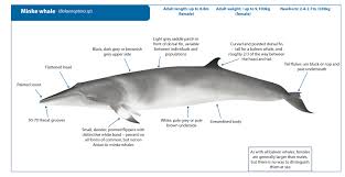 Image result for Balaenoptera acutorostrata