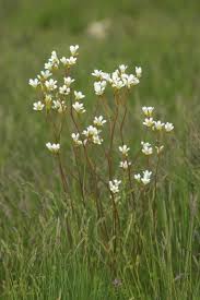 Attēlu rezultāti vaicājumam “Saxifraga granulata flower”