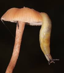 Attēlu rezultāti vaicājumam “Malacolimax tenellus”