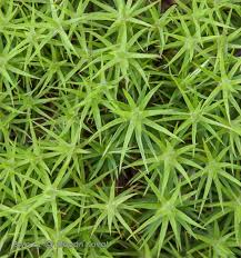 Attēlu rezultāti vaicājumam “Polytrichum commune var. perigoniale”