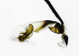 Attēlu rezultāti vaicājumam “Phytomyza ranunculi”