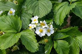 Attēlu rezultāti vaicājumam “Fragaria viridis”